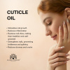 Global Fashion Cuticle Oil – Natural Blend of Olive, Coconut, Lavender, Rosemary & Jojoba Oils
